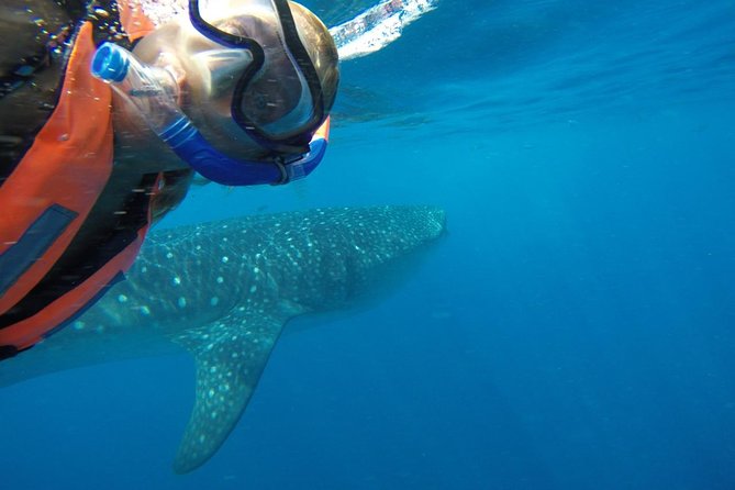 Private Whale Shark Tour from Cancun - Who should book this private whale shark tour