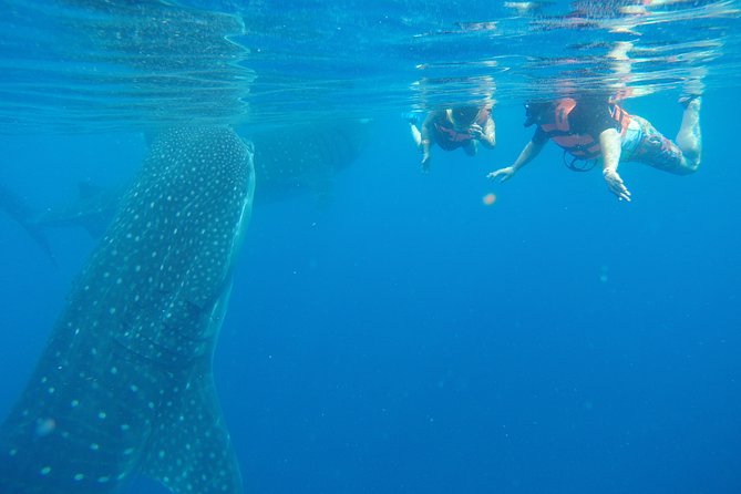 Private Whale Shark Tour from Cancun - Leaving the marina with gear and supplies