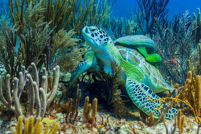 Puerto Morelos Catamaran Reef Sail and Snorkel - The drawbacks you should plan around