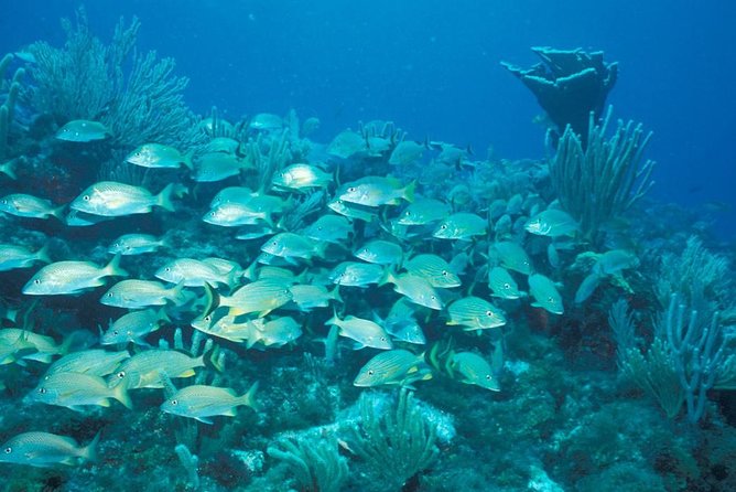 Puerto Morelos Reef Snorkeling Tour with Lunch - Why Puerto Morelos is a smart reef choice from Cancun