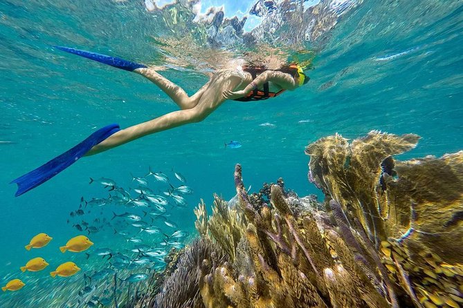 Puerto Morelos Reef Snorkeling Tour with Lunch & Hotel Pickup - From Cancun hotels to Puerto Morelos