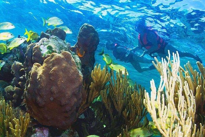 Puerto Morelos Reef Snorkeling Tour with Lunch & Hotel Pickup - Lunch at the Puerto Morelos Fish Market