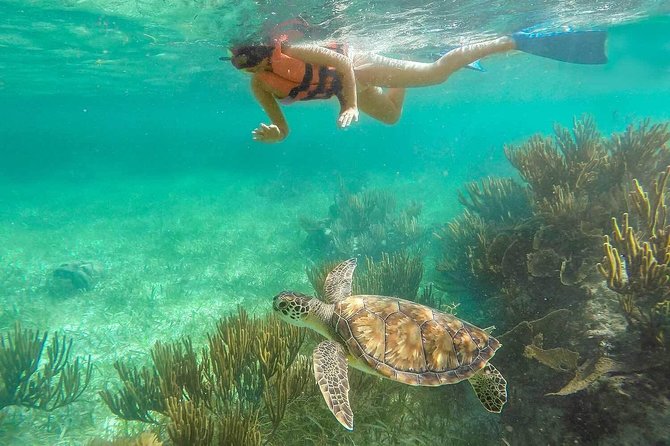 Puerto Morelos Reef Snorkeling Tour with Lunch & Hotel Pickup - What the $47 price really covers