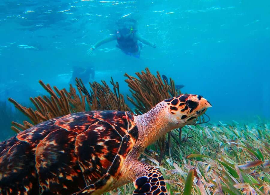 Puerto Morelos: Snorkel, Town Walk, Tequila & Beach Lunch - Town walking and shopping in a short window