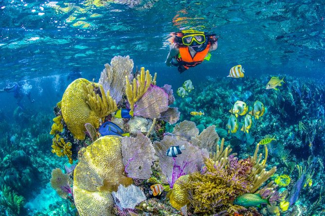 Reef Snorkel In National Park In Puerto Morelos With Lunch And Transportation - The Puerto Morelos reef by boat