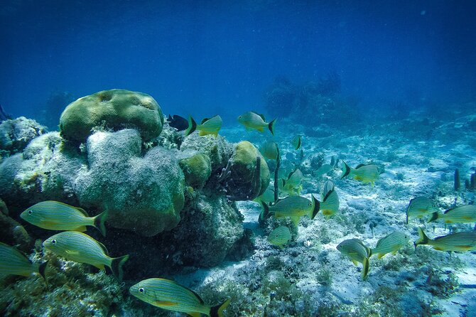 Reef Snorkel In National Park In Puerto Morelos With Lunch And Transportation - Tacos and a private beach club