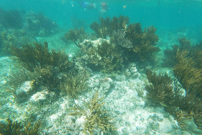 Reef Snorkel, underwater adventure in Puerto Morelos With Transportation & Lunch - The food stop in Puerto Morelos