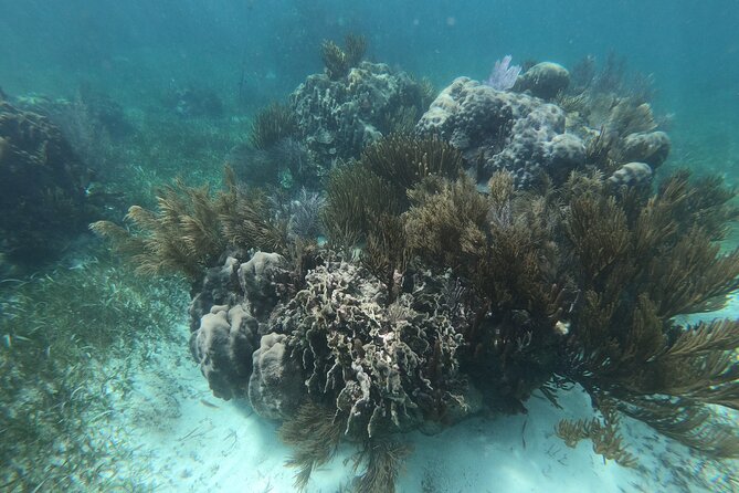 Reef Snorkel, underwater adventure in Puerto Morelos With Transportation & Lunch - Is $44.25 a good value?