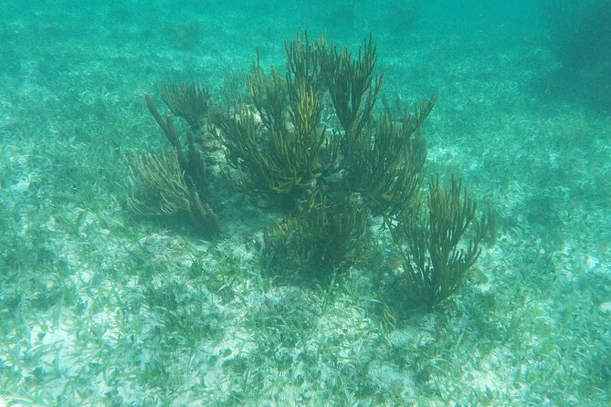 Reef Snorkel, underwater adventure in Puerto Morelos With Transportation & Lunch - Who will enjoy this excursion most?