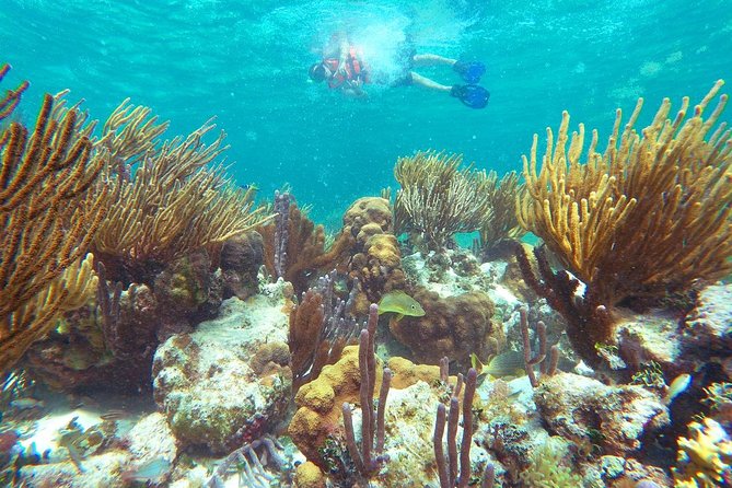 Reef Snorkeling in National Park from Cancun with Beachside Lunch - Beachside tacos at Boquinete