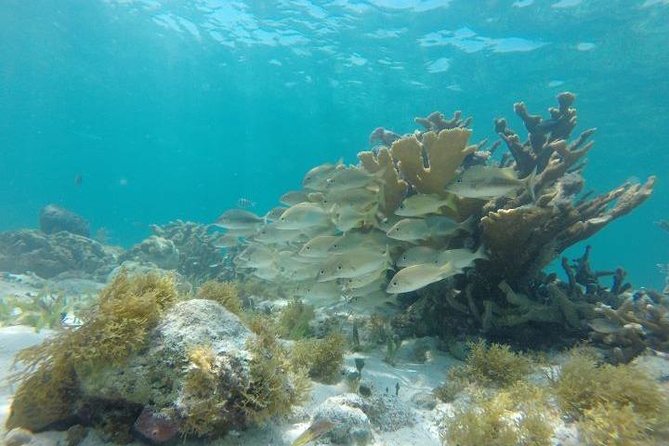 Reef Snorkeling & Jungle Speedboat Adventure with Mayan Ceremony - What the $59 price really means
