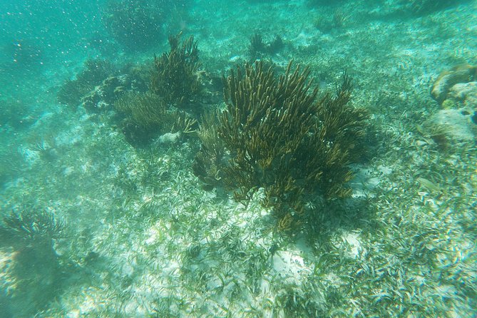Reef Snorkeling with ATV, Zipline, Cenote that includes lunch and transportation - ATV riding through the jungle