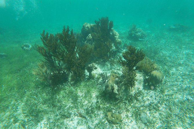 Reef Snorkeling with ATV, Zipline, Cenote that includes lunch and transportation - Swimming in the cenote
