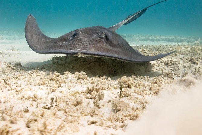 Riviera Maya Luxury Snorkeling Cruise with Lunch and Drinks - How good is the $139 value?