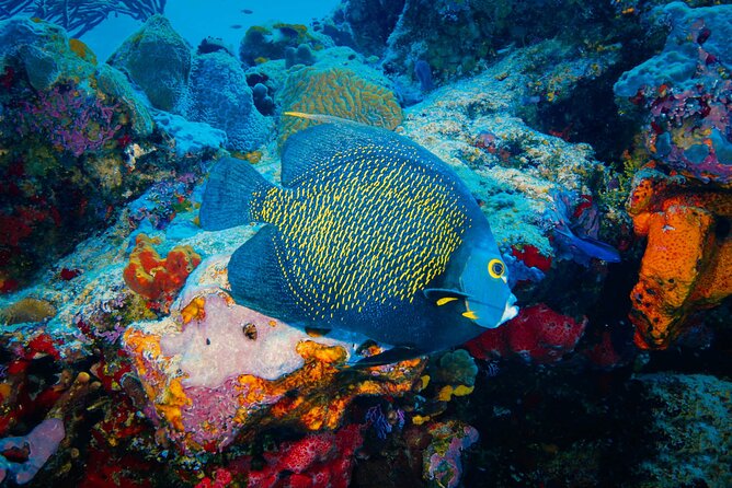 Riviera Maya Snorkeling Adventure: Lagoon, Cenotes Open & Cavern - The comfort details that make a difference
