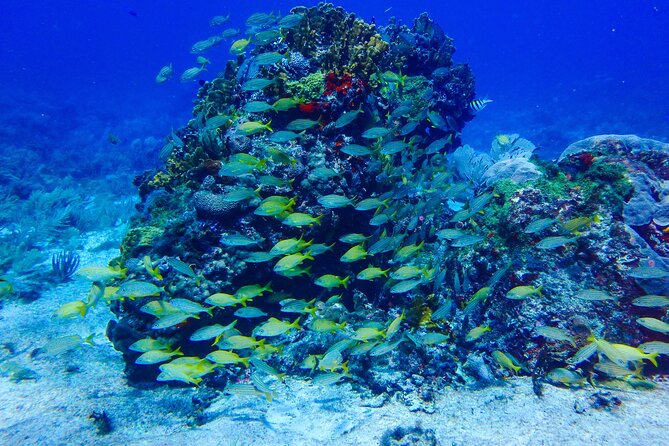 Scuba Diver Certification Course - What the $430 course really gives you
