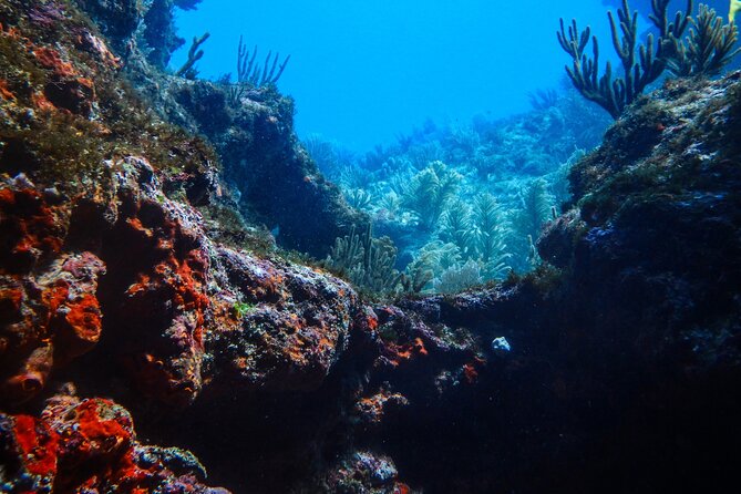 Scuba Diver Certification Course - The National Marine Park: your first real underwater outing
