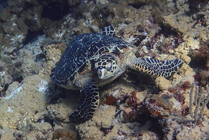 Scuba Diver Certification Course - The instructors and the feel of the teaching
