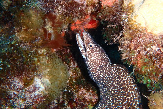 Scuba Diver Certification Course - Who will get the most from this course