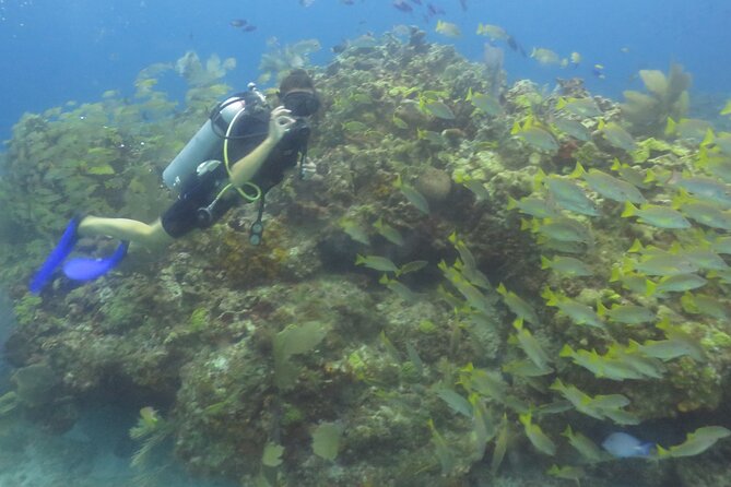Scuba Diving (1st time) in Cancun Beginner's WELCOMED! - Who should book this Cancun experience?