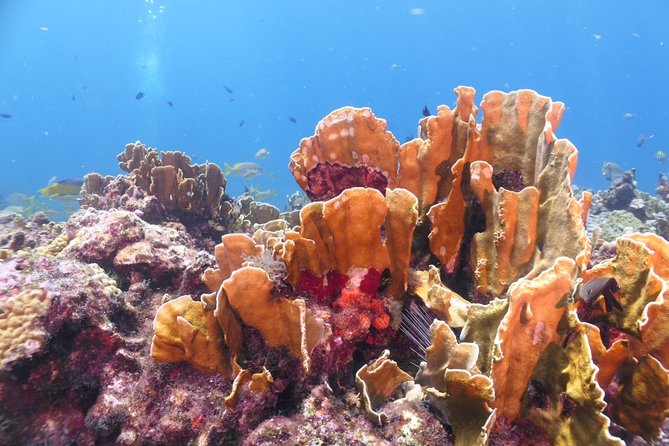 Scuba Diving Adventure WITHOUT CERTIFICATION! Try it today! - MUSA: an unusual first underwater stop
