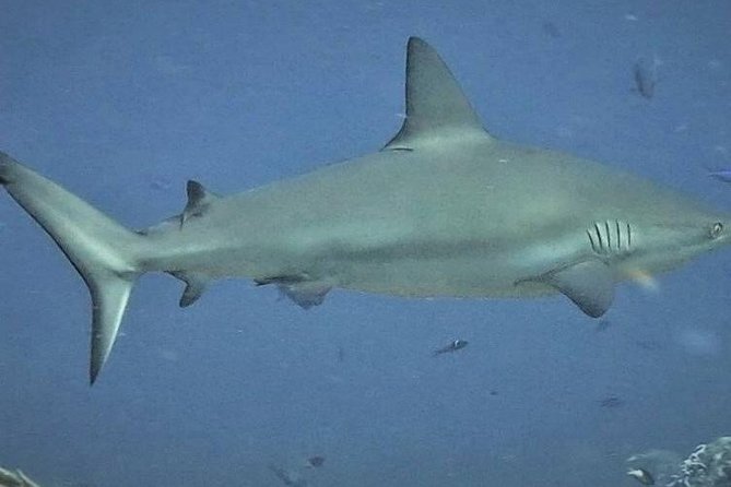 Scuba Diving Adventure WITHOUT CERTIFICATION! Try it today! - The instructors make the difference