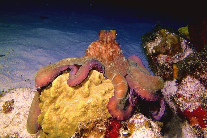 Scuba Diving Adventure WITHOUT CERTIFICATION! Try it today! - Equipment, wetsuits, and comfort