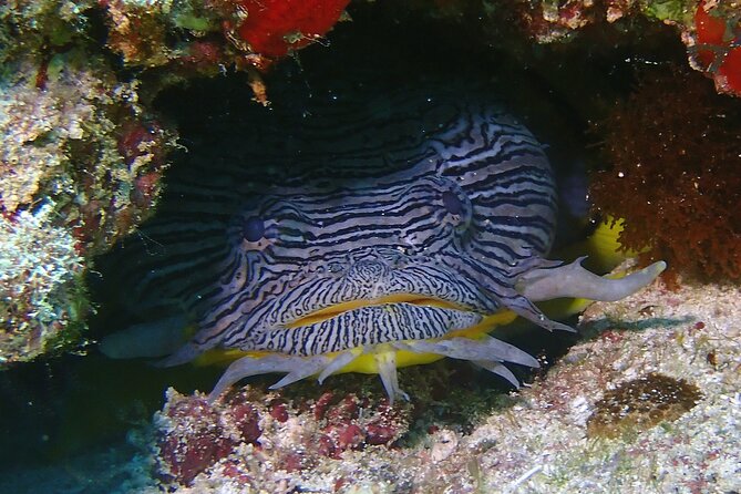 Scuba Diving Adventure WITHOUT CERTIFICATION! Try it today! - How much value do you get for $160?