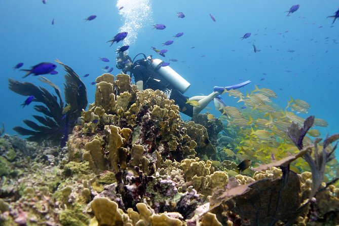 Scuba diving at MUSA the underwater museum for certified divers - A five-hour plan with two boat sessions