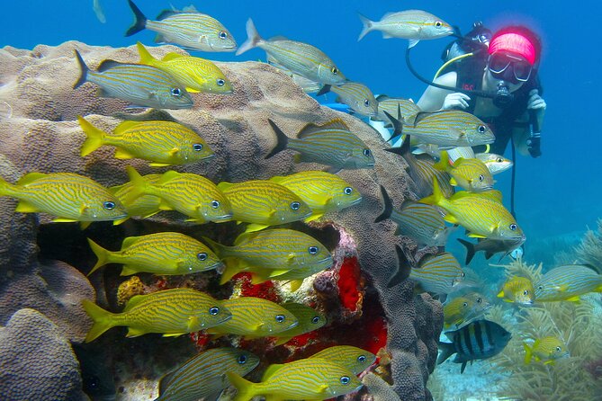 Scuba Diving Under Water Museum and Reef for beginners - How the instruction affects your confidence