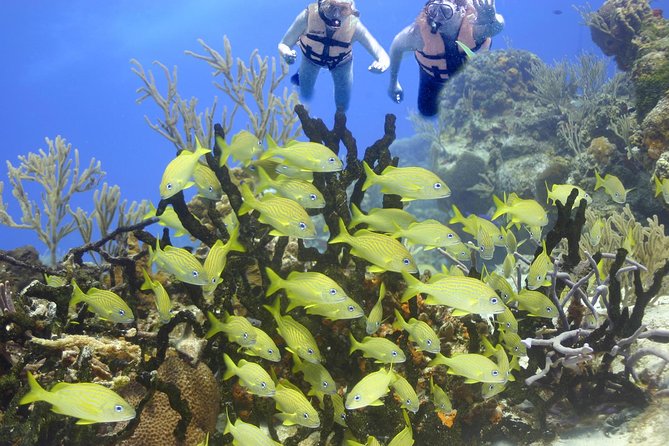 Sea Turtle Snorkeling Ecofriendly Tour from Cancun & Riviera Maya - La Ruta de los Cenotes and the underground pool