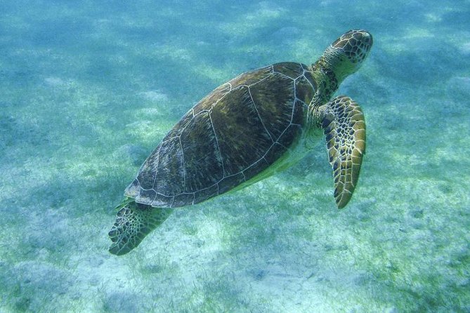 Sea Turtle Snorkeling Ecofriendly Tour from Cancun & Riviera Maya - Snacks, equipment, and what to pack