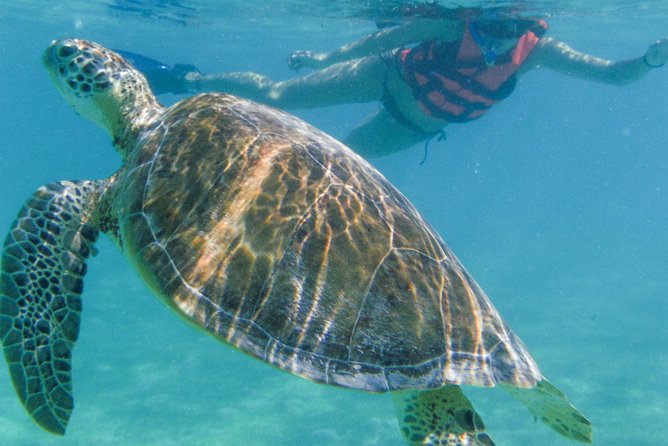 Sea Turtle Snorkeling Ecofriendly Tour from Cancun & Riviera Maya - Small details that can make the day easier