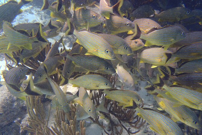 Small-Group Mesoamerican Barrier Reef Snorkeling in Puerto Morelos - Entering the National Reef Park