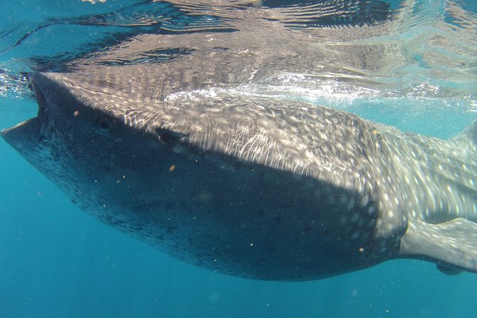 Small-Group Whale Shark and Snorkeling Tour from Cancun - Leaving Cancun between 7 and 8am