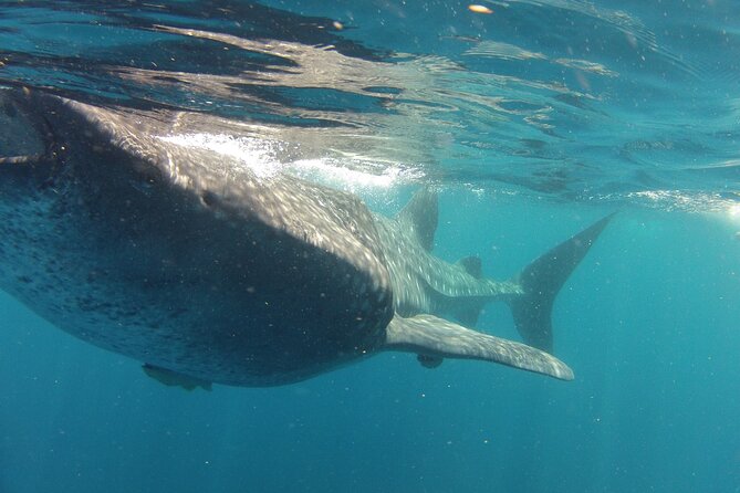 Small-Group Whale Shark and Snorkeling Tour from Cancun - The chance to see rays, dolphins, and sea turtles
