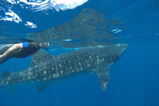Small-Group Whale Shark and Snorkeling Tour from Cancun - Shrimp ceviche, sandwiches, and drinks on board