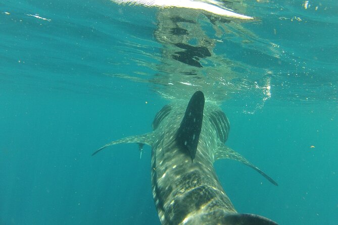 Small-Group Whale Shark and Snorkeling Tour from Cancun - Is $249.99 a fair price?