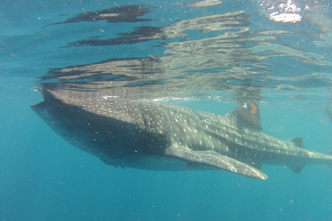 Small-Group Whale Shark and Snorkeling Tour from Cancun - Who should book this experience?