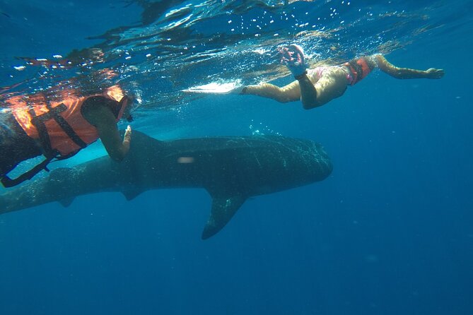 Small-Group Whale Shark and Snorkeling Tour from Cancun - Timing, cancellations, and practical planning