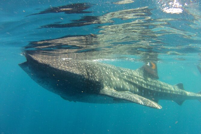Small-Group Whale Shark and Snorkeling Tour from Cancun - Marazul Group Marina Seca and the boat ride