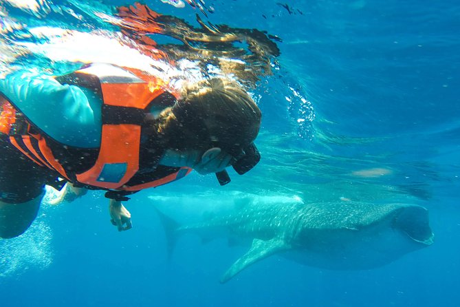 Small Group Whale Shark Encounter - 10 years in business - Why this whale shark trip feels personal