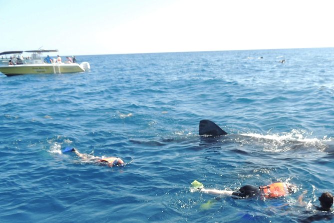 Small Group Whale Shark Encounter - 10 years in business - Entering the water beside the whale sharks