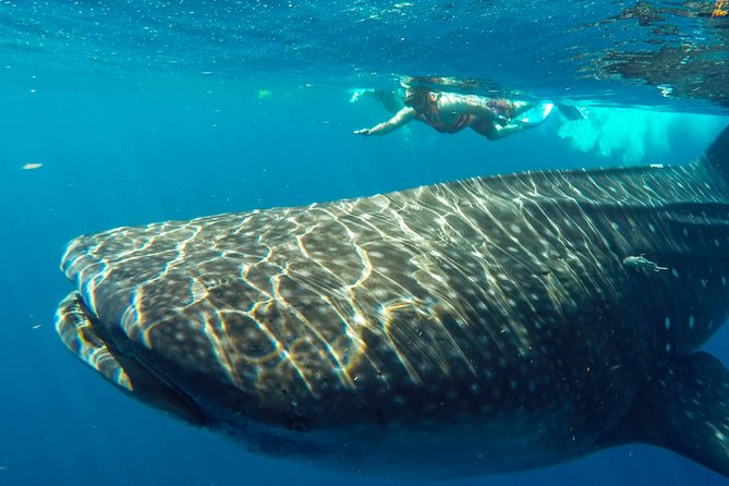 Small Group Whale Shark Encounter - 10 years in business - What the crew adds to the day