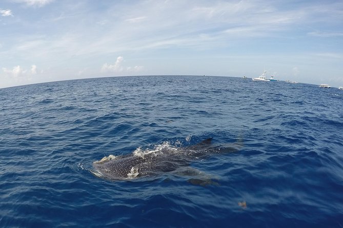 Small Group Whale Shark Encounter - 10 years in business - Playa Norte, lunch, and a slower finish