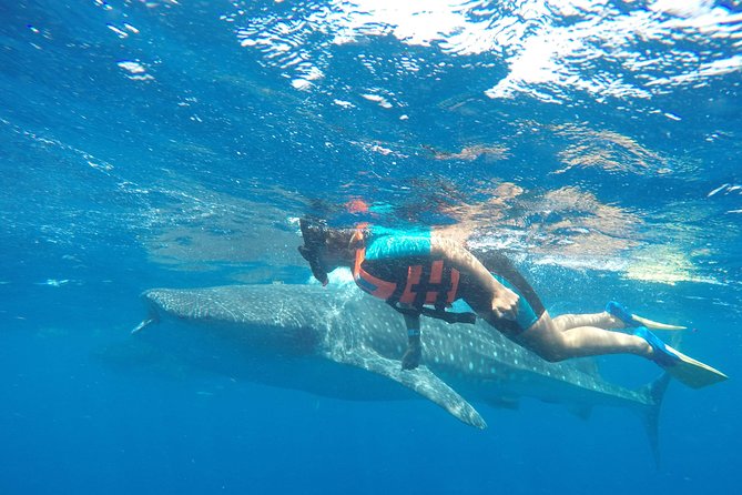 Small Group Whale Shark Encounter - 10 years in business - The early marina start at about 7:30 a.m.