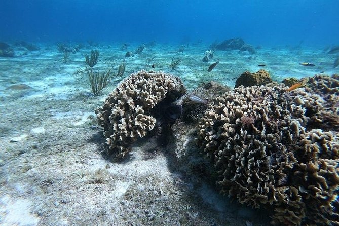 Snorkel Adventure at Cozumel! Transportation from Cancun & Playa Del Carmen - Why Cozumel makes this a worthwhile day trip