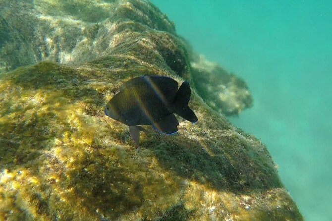Snorkel Adventure at Cozumel! Transportation from Cancun & Playa Del Carmen - Crossing to Cozumel by ferry