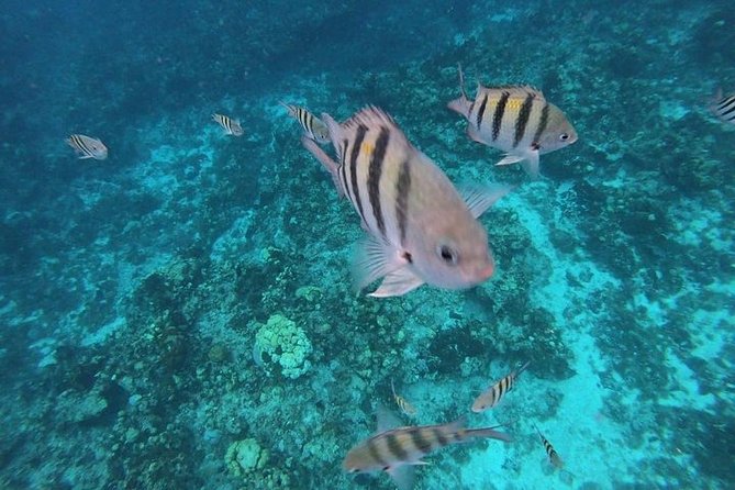 Snorkel Adventure at Cozumel! Transportation from Cancun & Playa Del Carmen - El Cielo and its starfish shallows