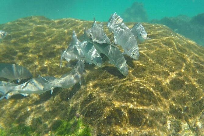 Snorkel Adventure at Cozumel! Transportation from Cancun & Playa Del Carmen - Cielito Beach and the post-snorkel break